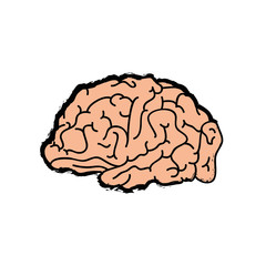 Human brain symbol icon vector illustration graphic design