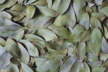 Fototapeta premium A carpet of fallen leaves in closeup