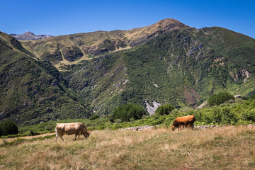 Fototapeta premium Vacas pastando en el Parque Natural de Somiedo, Asturias