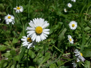 Fototapeta premium Hello Ms. Daisy