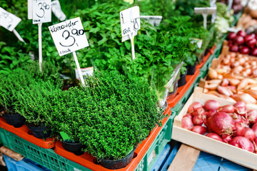 Fresh vegetables - greenery, onion and coriander in the market with price tags