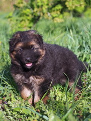Puppy of a German shepherd age 1 month in a spring grass