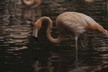 Rosa Flamingo