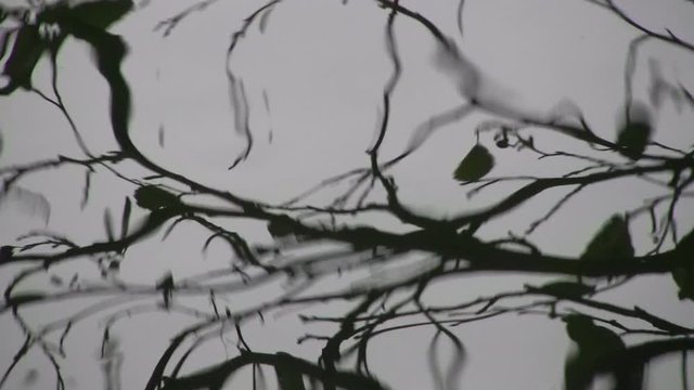 Leafless tree reflected in gently rippling water creating an abstract effect and a sense of surreal, hypnotic instability and uncertainty. Colour video seems monochrome with a background of grey sky.