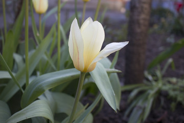 Fototapeta premium Tulip