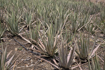 Aloe Vera Plantage