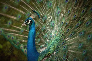 Fototapeta na wymiar Dominican Peacock