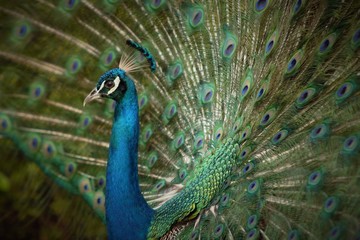 Dominican Peacock