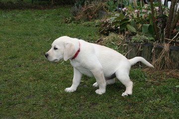 Labradorwelpe pinkelt in den Garten