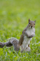 Eastern Gray Squirrel