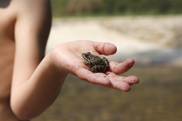 Rana