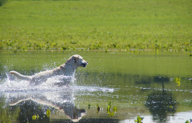 Labrador springt in Weiher