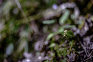 A  small white flower stands out surrounded by other wildflowers in the Red River Gorge section of...