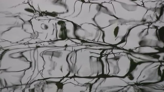 Leafless tree reflected in gently rippling water creating an abstract effect and a sense of surreal, hypnotic instability and uncertainty. Colour video seems monochrome with a background of grey sky.