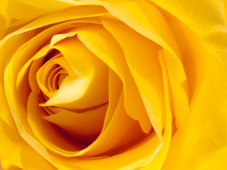 close up petals of yellow rose bud macro detail