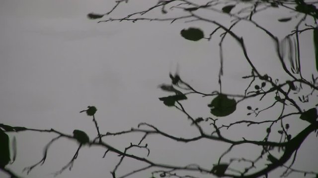 Leafless tree reflected in gently rippling water creating an abstract effect and a sense of surreal, hypnotic instability and uncertainty. The rippling grows destroying all sense of stability.
