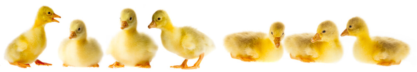 goslings set - collection