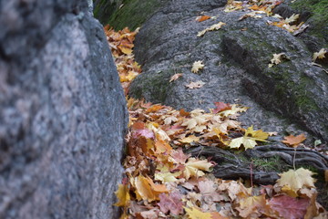 rock with fallen leaves