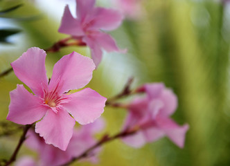 Pink Oleander flowers (Oleander Nerium).Blooming oleander with beautiful pink flowers close up.Selective focus.Copy space.