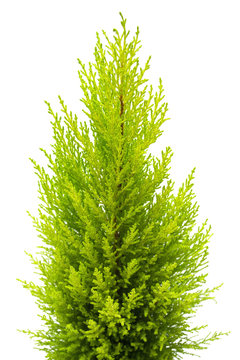 Cypress isolated on white background. Coniferous trees