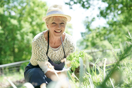 Senior Woman Gardening On Beautiful Spring Day