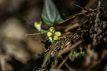 A yellow violet bloom brightly along a trail in the Red River Gorge.