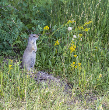 Unita ground squirrel on log with yellow flowers and grass in the Tetons, Wyoming