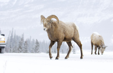 Bighorn Sheep