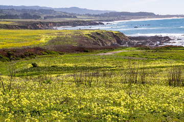 Fototapeta na wymiar California Coastal Cliffs in Springtime With Yellow Mustard Weed