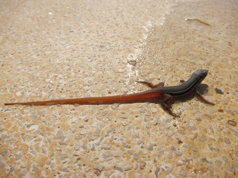 el gekko
