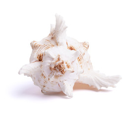 sea shell isolated on white