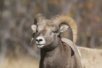 Big Horn Sheep