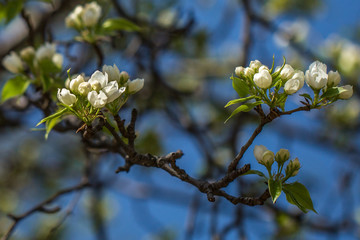 In May, apple trees blossomed in Moscow