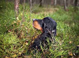 portrait of a dog breed Gordon Setter in the woods on the hunt
