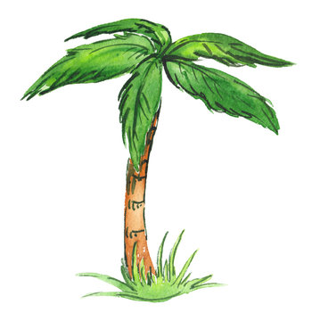Single green cartoon palm tree on a patch of tall grass painted in watercolor on clean white background