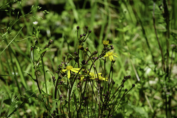 Yellow ragwort blooms along a trail in the Red River Gorge section of the Daniel Boone National Forest