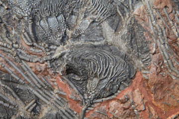 Crinoid Fossil