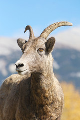Bighorn Sheep