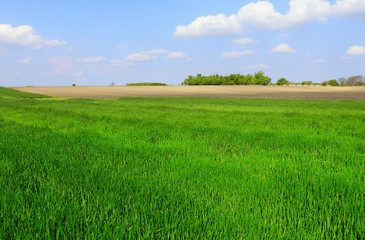 green wheat field