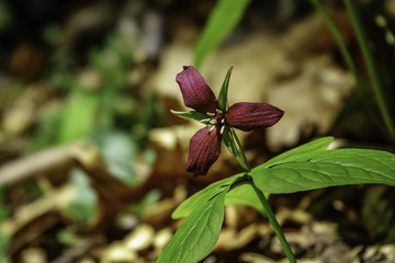 This trillium grows wild along a trail in the Red River Gorge section of the Daniel Boone National...