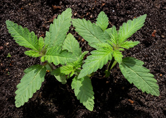 A wild sprouting plant of a hemp against the background of the soil. A young wild shoot of a marijuana plant with the first leaves.