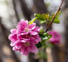 Beautiful red flowers on an apple tree