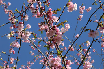 Spring Cherry blossoms, pink flowers