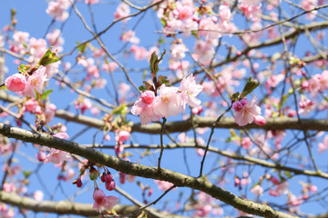 Spring Cherry blossoms, pink flowers