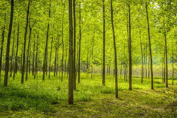 Obraz premium Trees in green forest