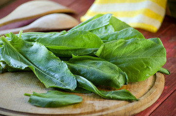 Fresh green sorrel
