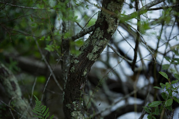 tree