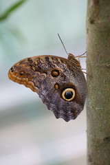 Fototapeta premium Wielki motyl