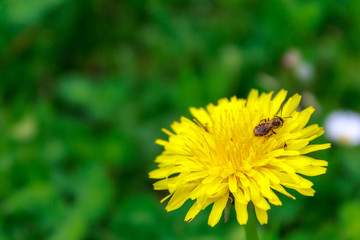 wasp on a dandelion flower, allergies