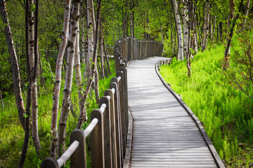 Fototapeta premium Beautiful view of forest in northern Norway near Alta